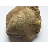 Rhynchostreon sublaevigatus